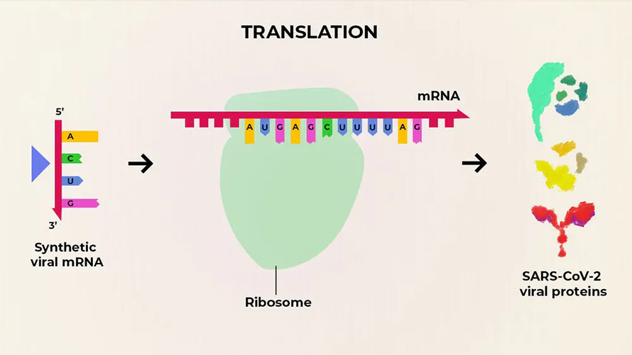 Схема принципу дії м-РНК вакцин клітини пацієнта мРНК для створення білків SARS-CoV-2