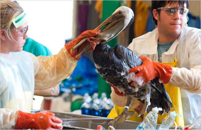 Volunteers in Buras, Louisiana cleaned an oil-covered brown pelican.