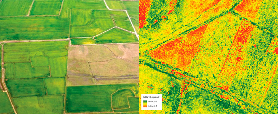 fields filmed through a conventional camera and their visible NDVI