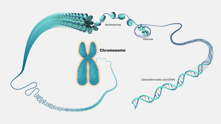 визуализация Х-хромосомы